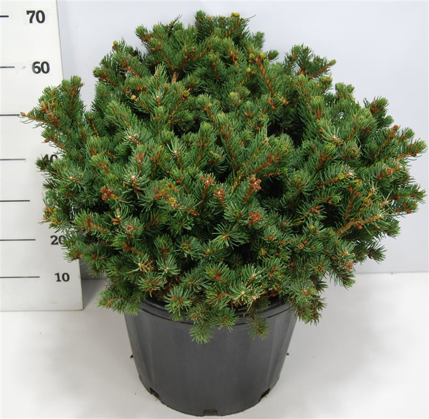 Picea pungens 'Lucky Strike' - C45 100-125 CM